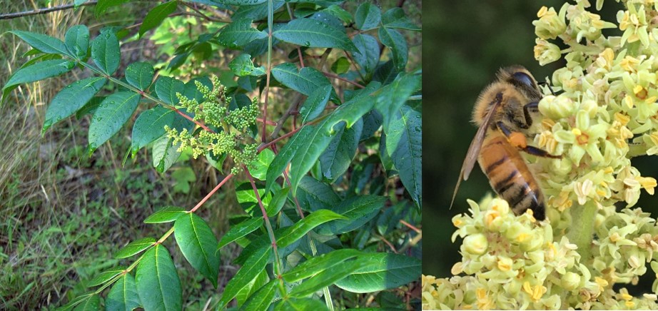 Winged sumac flowers and tree